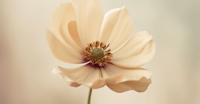 Chemical Peel with EXO-NAD