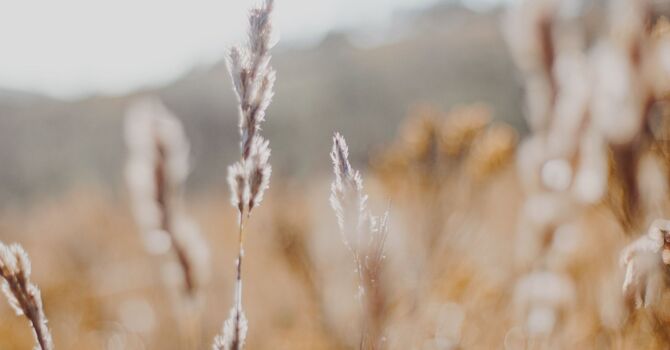 Aesthetic Consultation